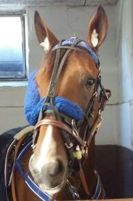 Cash Hanover Sieger im BILD-Pokal...