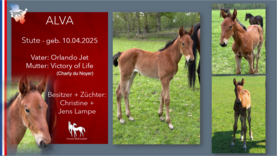 ALVA Stute v. Orlando Jet