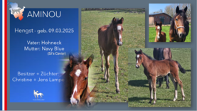 AMINOU Hengst v. Hohneck