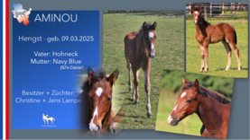 AMINOU Hengst v. Hohneck