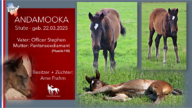 ANDAMOOKA Stute v. Officer Stephen