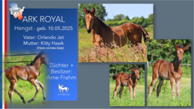 ARK ROYAL Hengst v. Orlando Jet