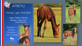 ATREYU Hengst v. Father Patrick