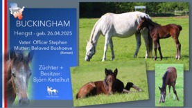 BUCKINGHAM Hengst v. Officer Stephen