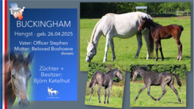 BUCKINGHAM Hengst v. Officer Stephen