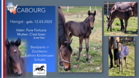 CABOURG Hengst v. Pure Fortune