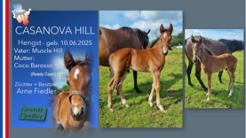 CASANOVA HILL  Hengst v. Muscle Hill