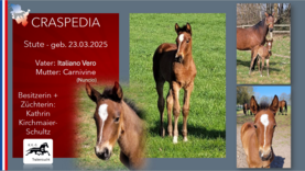 CRASPEDIA  Stute v. Italiano Vero