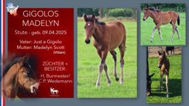 GIGOLOS MADELYN Stute v. Just a Gigolo