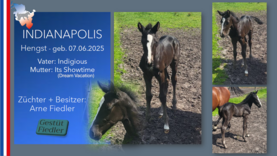 INDIANAPOLIS  Hengst v. Indigious