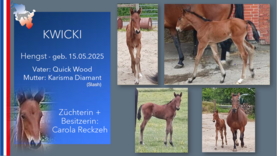 KWICKI Hengst v. Quick Wood