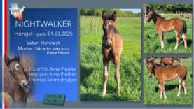 NIGHTWALKER Hengst v. Hohneck