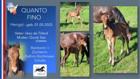 QUANTO FINO Hengst v. Idao de Tillard