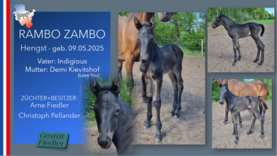 RAMBO ZAMBO Hengst v. Indigious