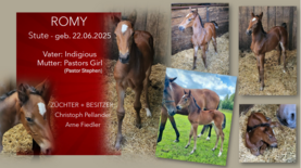 ROMY  Stute v. Indigious