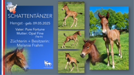 SCHATTENTÄNZER  Hengst v. Pure Fortune