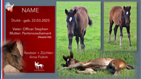 Stute v. Officer Stephen