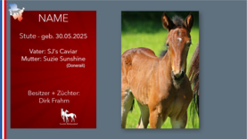 Stute v. SJ's Caviar