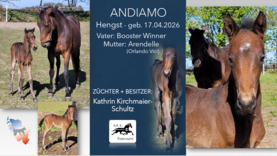 ANDIAMO Hengst v. Booster Winner