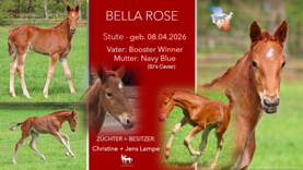 BELLA ROSE Stute v. Booster Winner