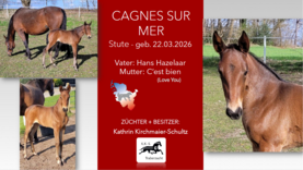 CAGNES SUR MER, Stute v. Hans Hazelaar