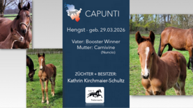 CAPUNTI, Hengst v. Booster Winner