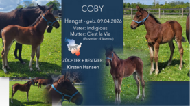 COBY Hengst v. Indigious