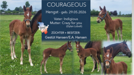COURAGEOUS Hengst v. Indigious