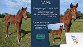 Hengst v. Indigious