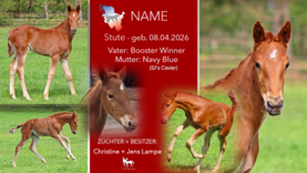 Stute v. Booster Winner