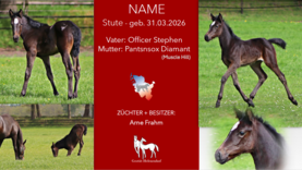 Stute v. Officer Stephen