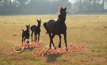 Frohe Weihnachten shvtr